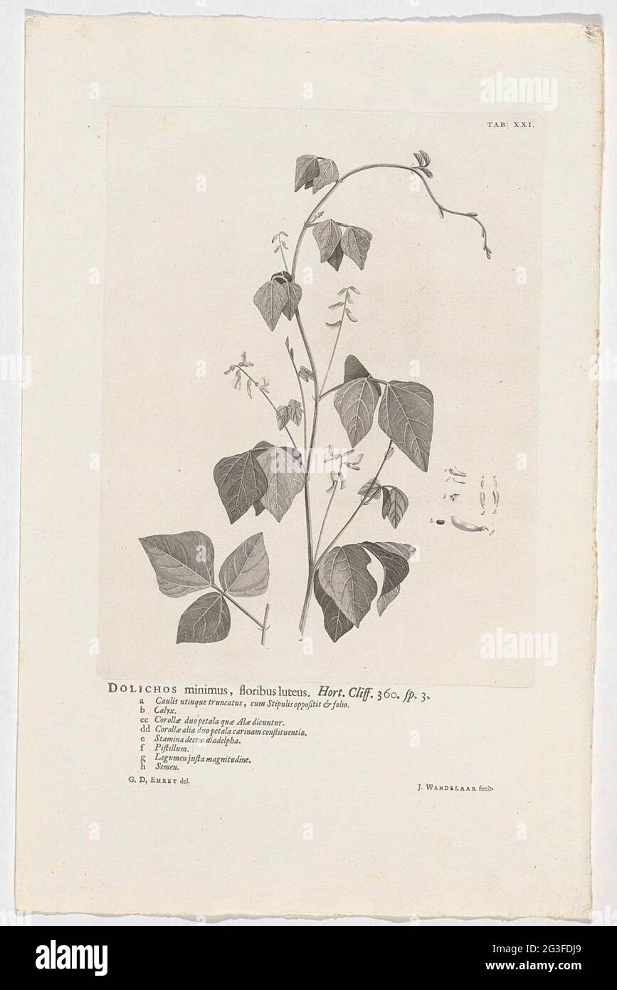 Rhynchosia small ; Datura minimal and yellow flower . Hurt. Cliff. 360. sp. 3. Rechtsboven gemerkt : TAB: 21 . Stock Photo