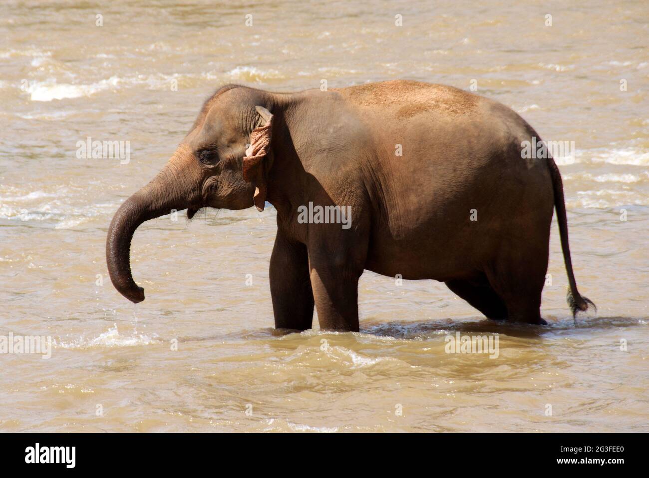 Pinnawela Elephant Orphanage Stock Photo
