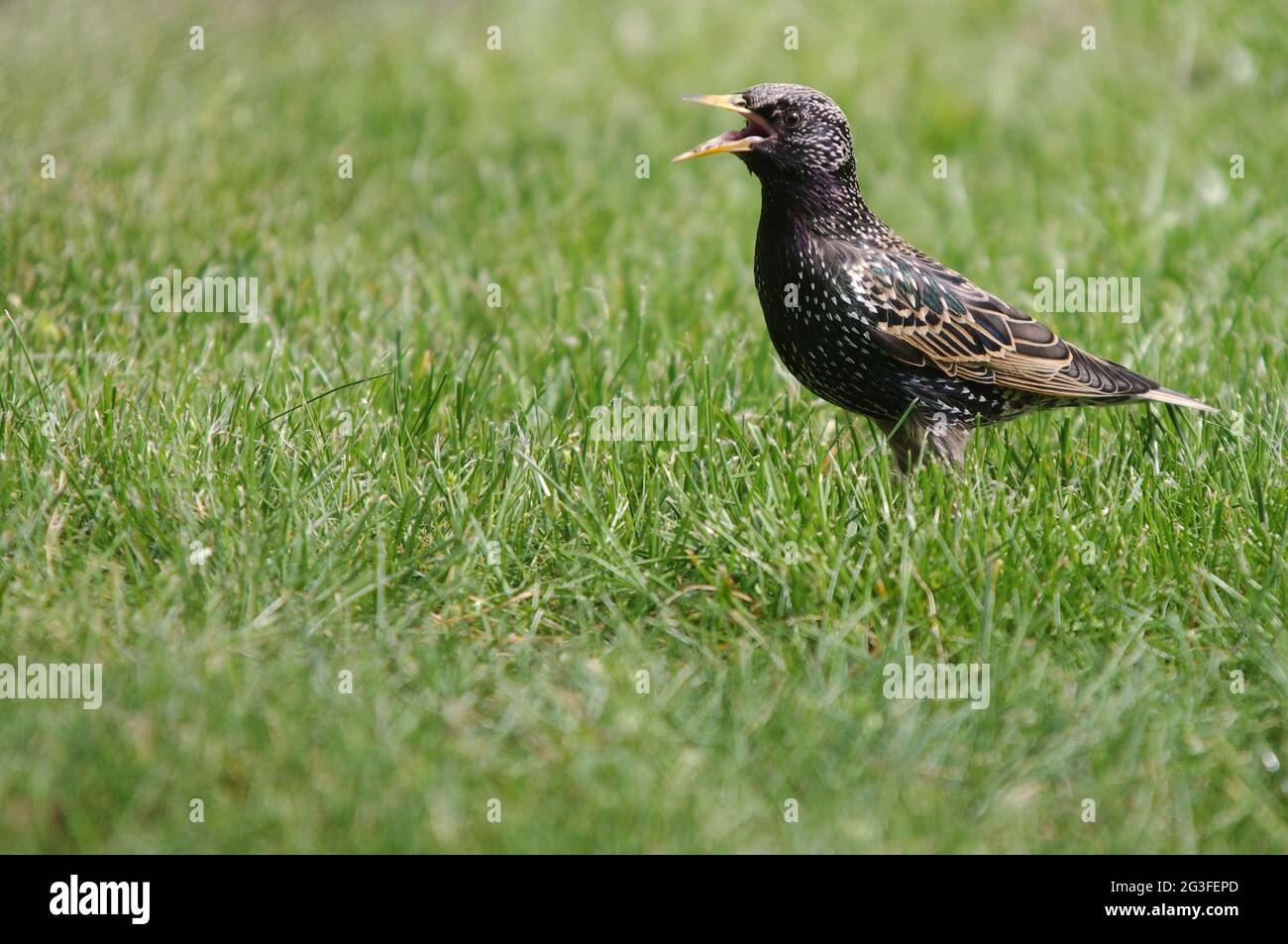 Common starling Stock Photo