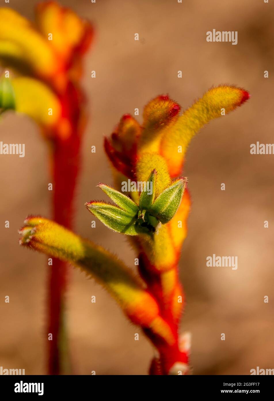 Flower of kangaroo paw, (Anigozanthos). Red, yellow and green Australian native, growing in garden in Queensland. Sunny, early spring. Folk medicine. Stock Photo