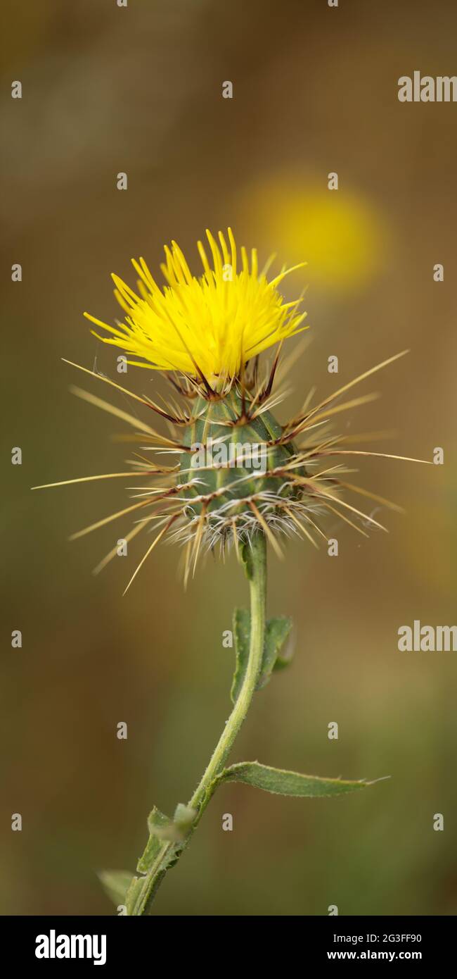 Flora of Gran Canaria -  yellow Centaurea melitensis, Maltese star-thistle natural macro floral background Stock Photo