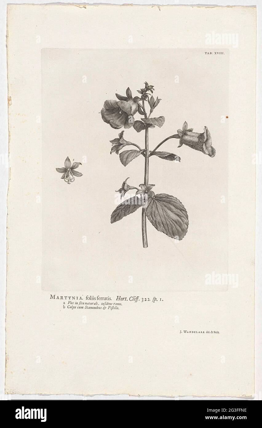 Gloxinia perennial ; Martynia. serrated leaves . Hurt. Cliff. 322 sp. 1. Rechtsboven gemerkt : TAB: 18 . Stock Photo