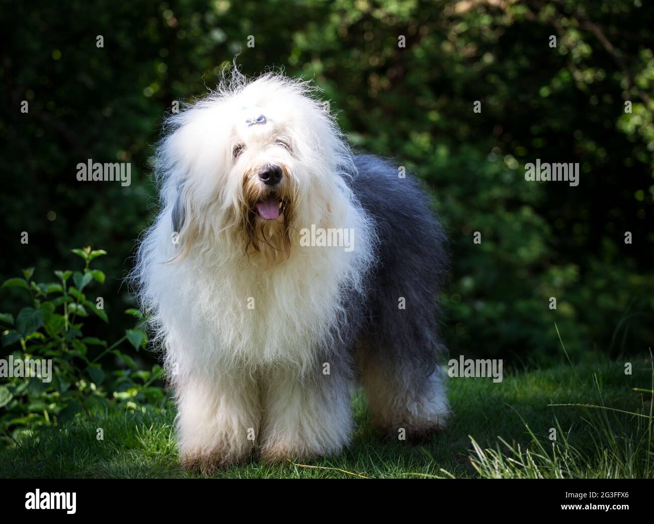 Bobtail Dog Lying Comfortably On The Grass Stock Photo - Download Image Now  - Old English Sheepdog, Dog, Animal - iStock