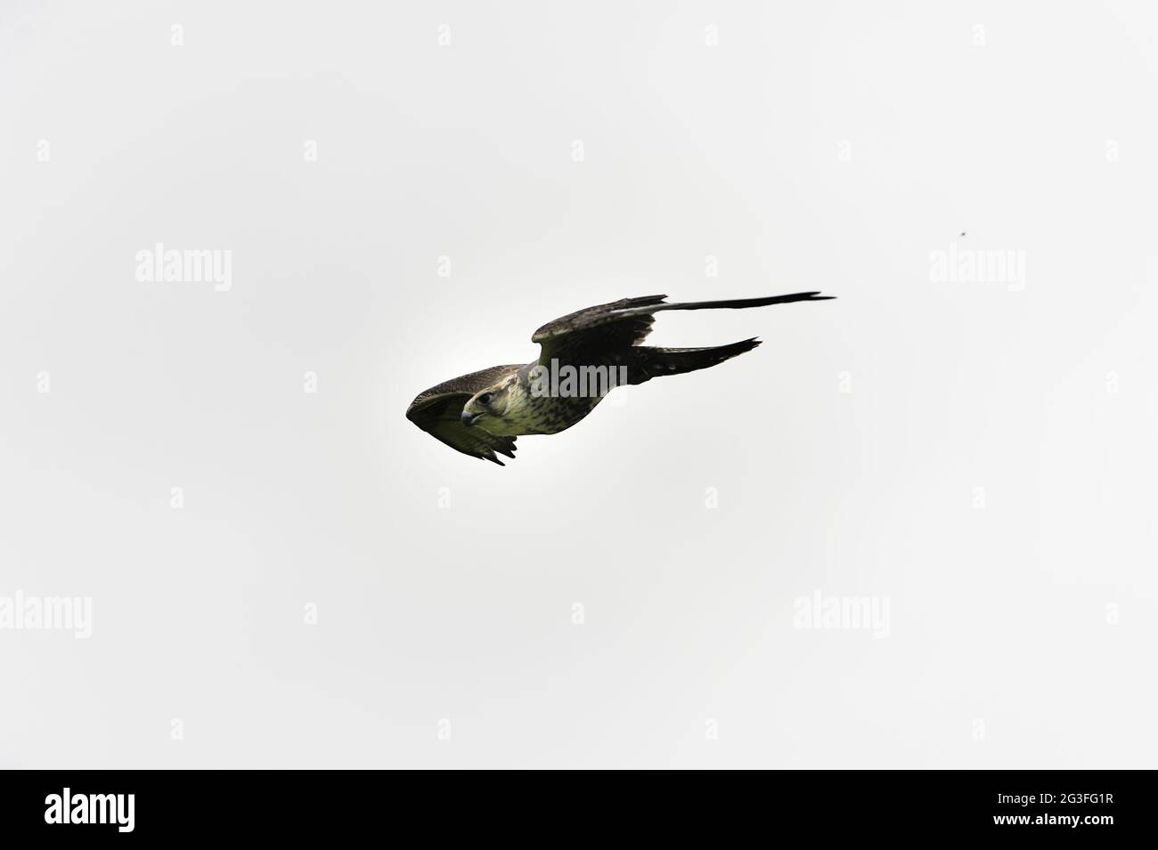 Living animals hi-res stock photography and images - Alamy