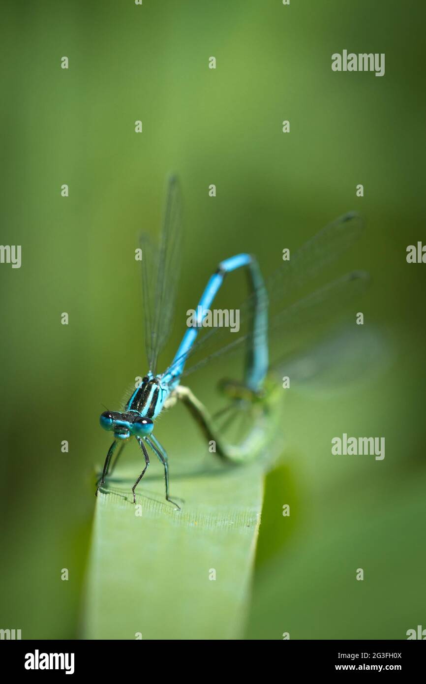 Dragonfly in love Stock Photo