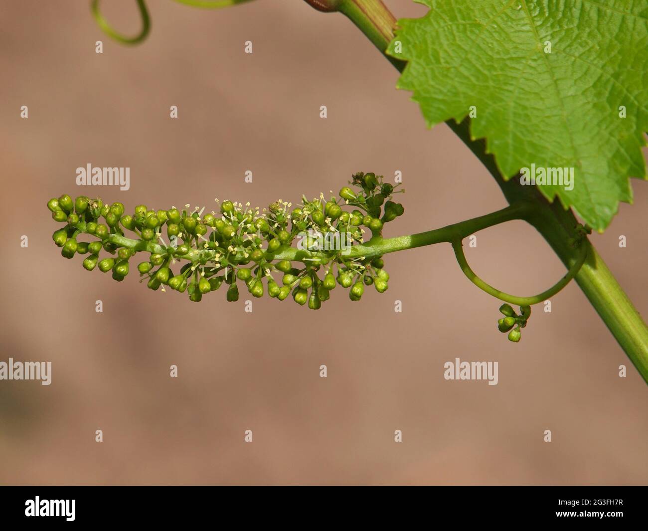 Closeup young vine sprout hi-res stock photography and images - Alamy