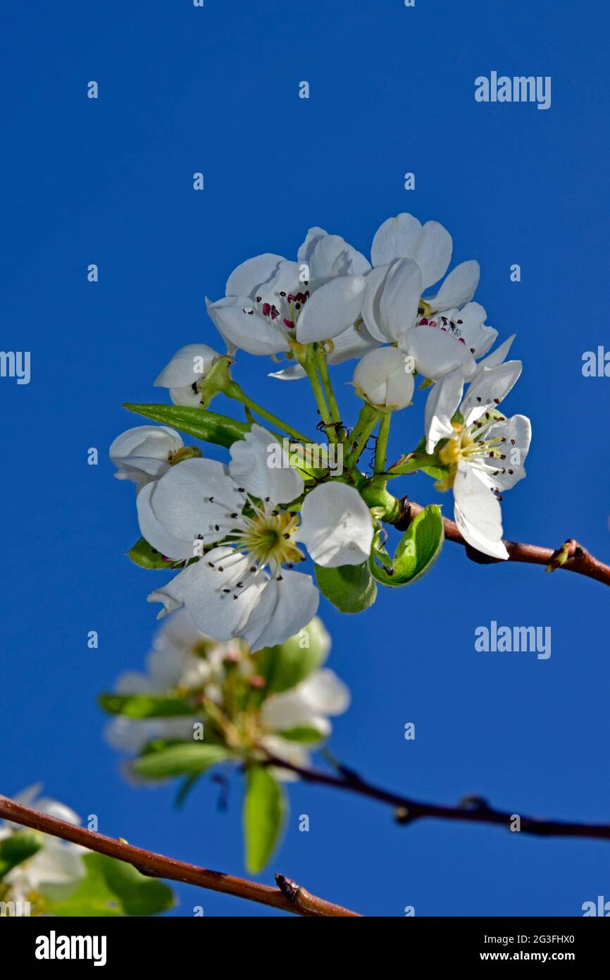 Closeup view on a cluster of white Bartlett pear blossoms at the tip of twig, with clear blue sky background. Stock Photo