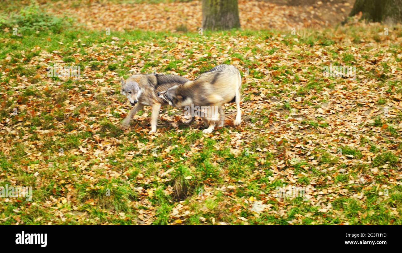 Gray Howl The gray howling wolf (Canis lupus Stock Photo - Alamy