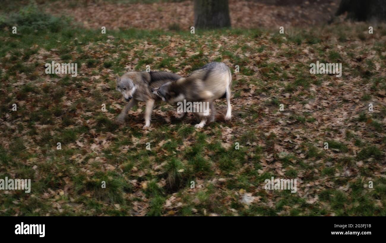 Gray Howl The gray howling wolf (Canis lupus Stock Photo - Alamy