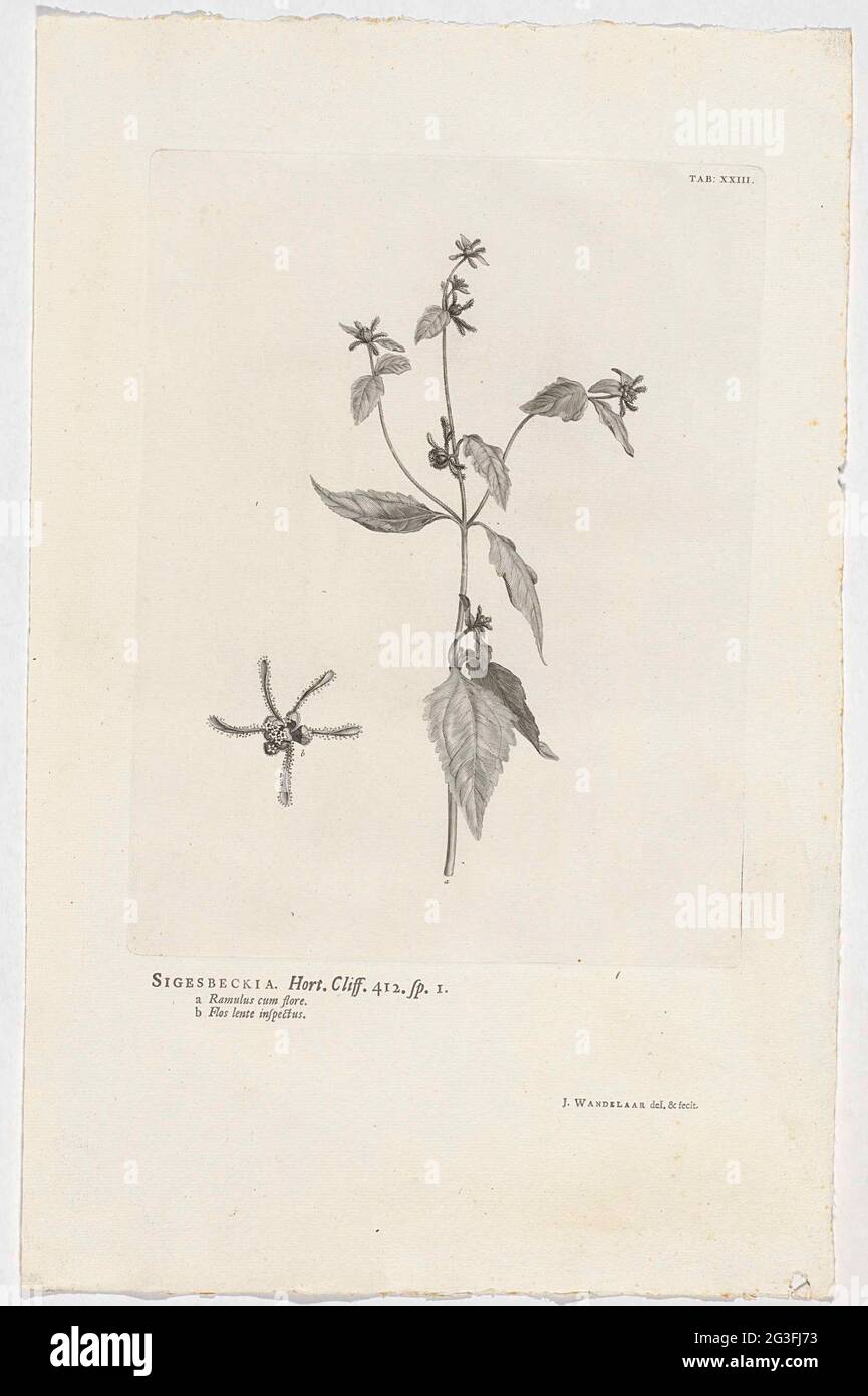 Sigesbeckia Orientalis; Sigesbeckia. Hort. Cliff. 412. Sp. 1. At the top right labeled: Tab: XXIII. Stock Photo