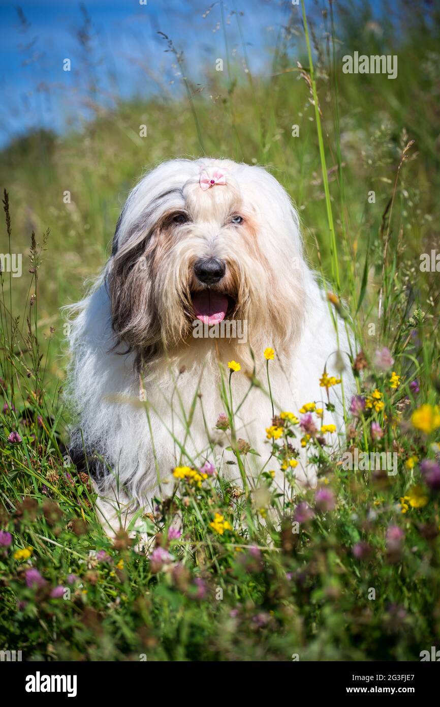 Bobtail (Old English Sheepdog) in the meadow Stock Photo - Alamy