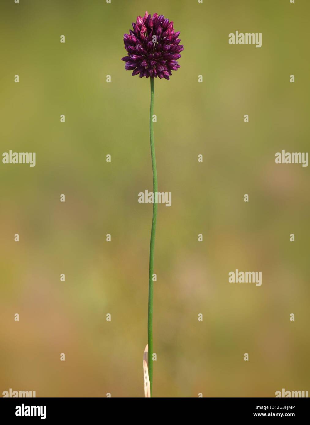 Round-headed leek or purple flowered garlic, Allium rotundum Stock Photo
