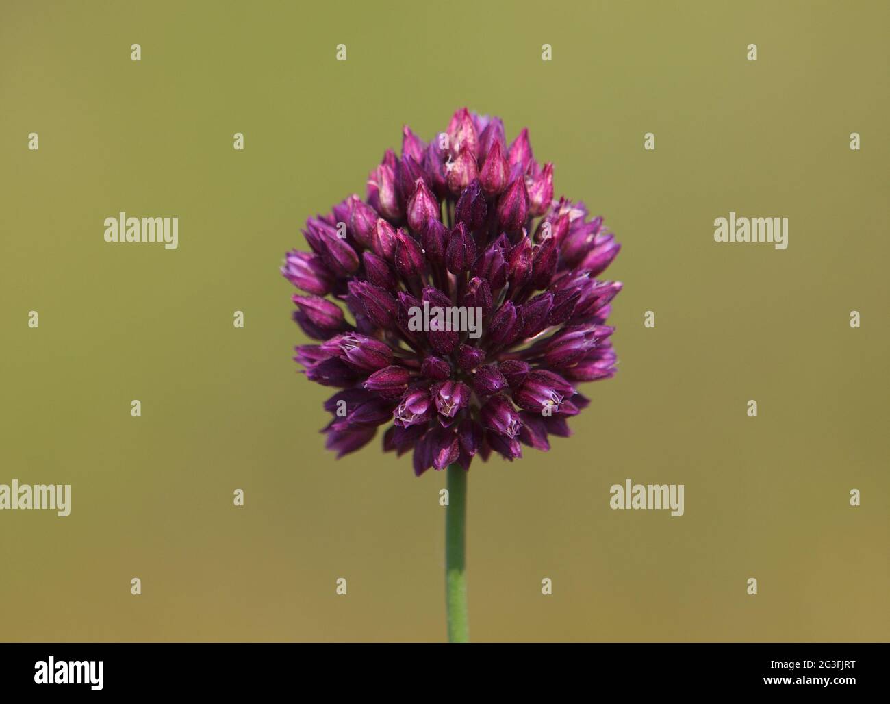 Round-headed leek or purple flowered garlic, Allium rotundum Stock Photo