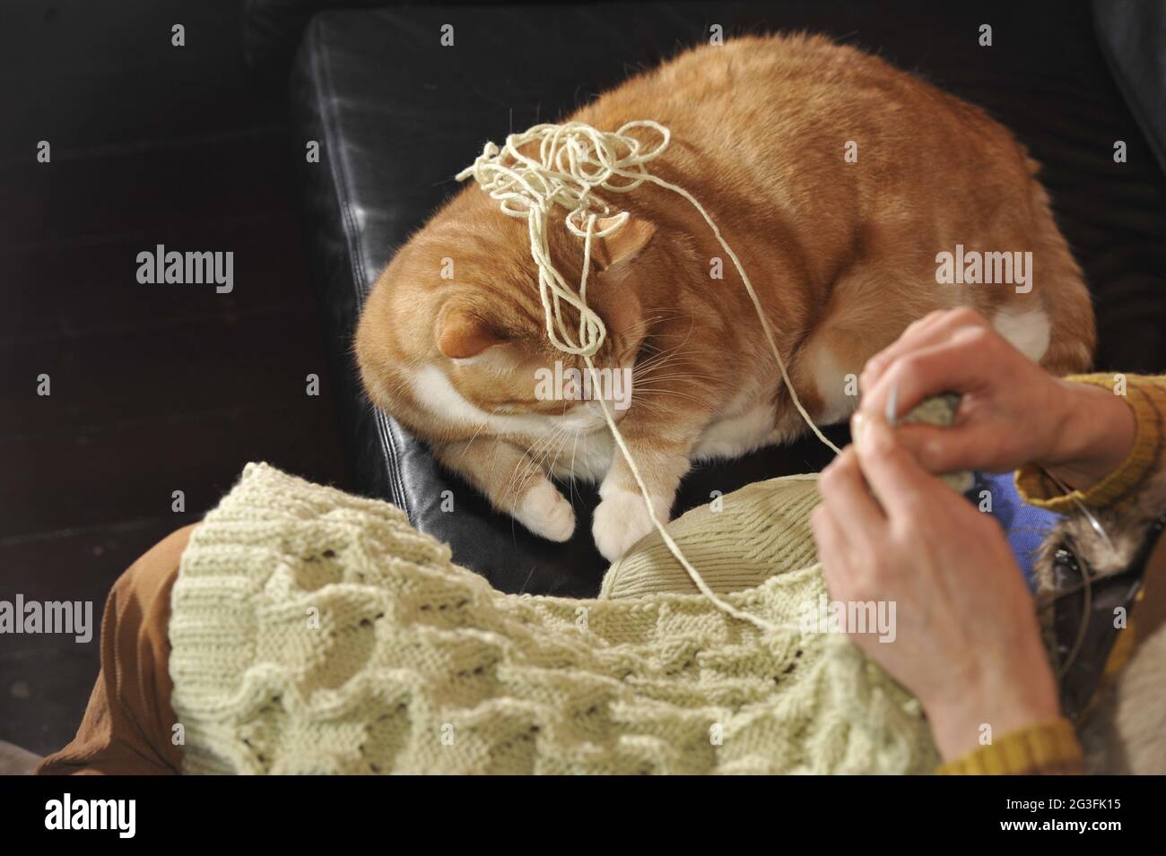 Idylic Scene in Living Room.Woman knitting a pullover. Stock Photo