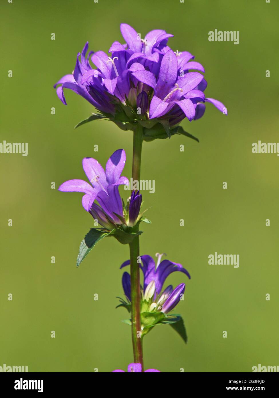 Purple flower of Clustered Bellflower, Campanula glomerata Stock Photo