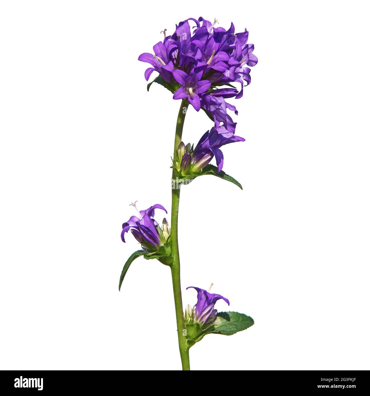 Purple flower of Clustered Bellflower isolated on white, Campanula glomerata Stock Photo