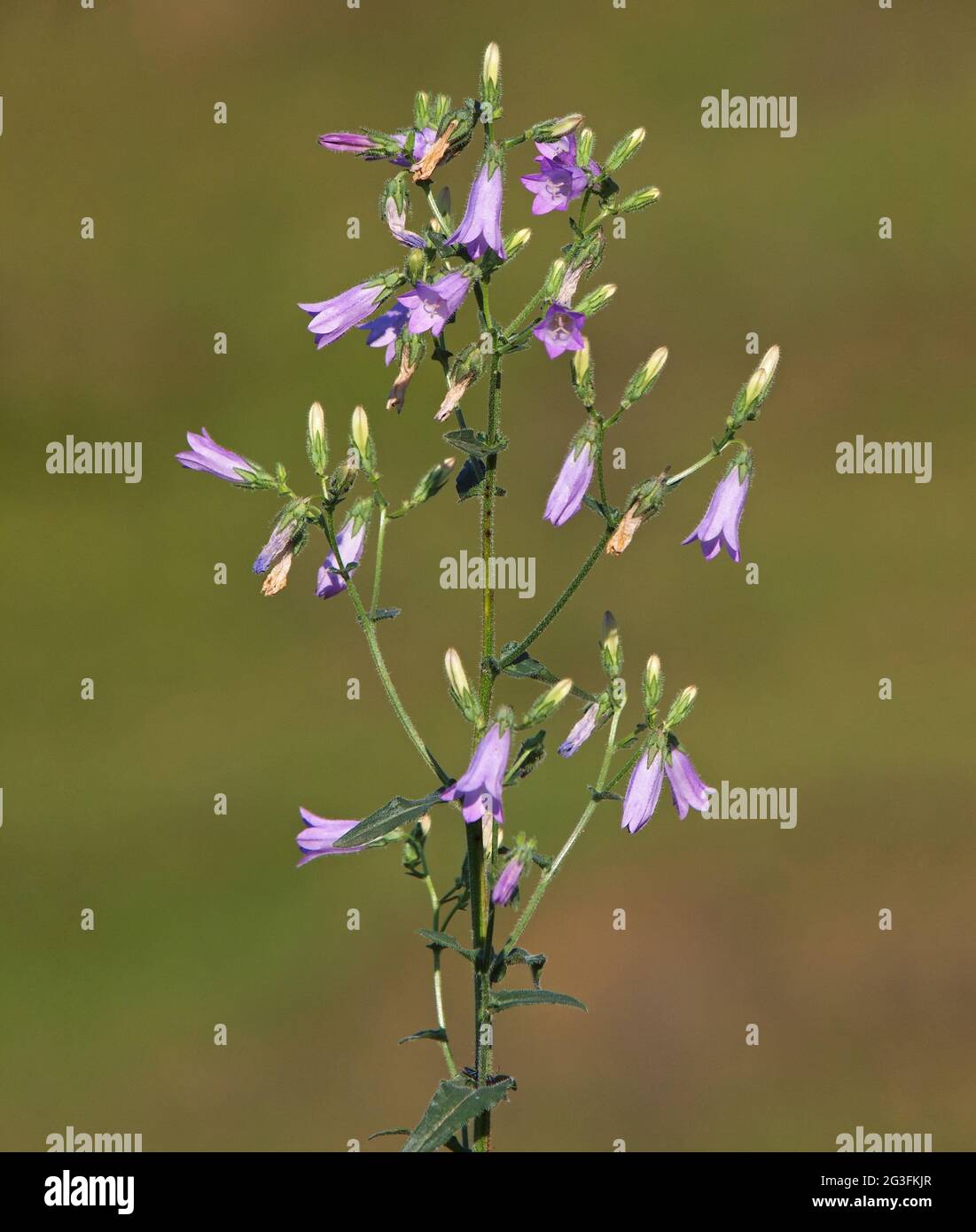 Siberian bellflower, Campanula sibirica Stock Photo