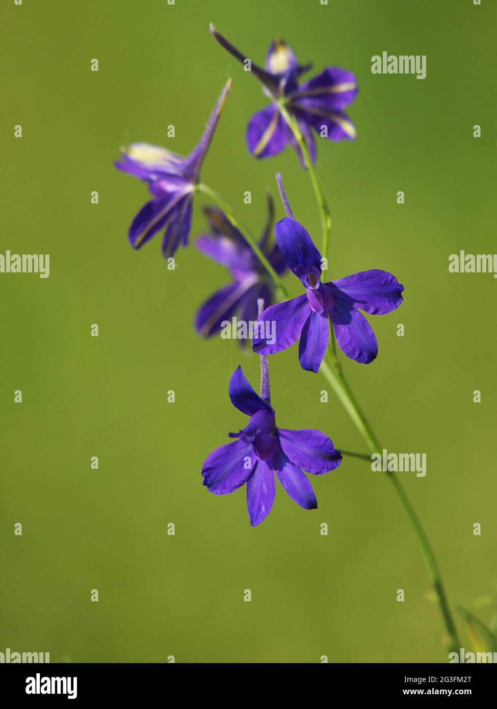 Purple blue flower of Forking Larkspur or Field larkspur, Consolida regalis Stock Photo