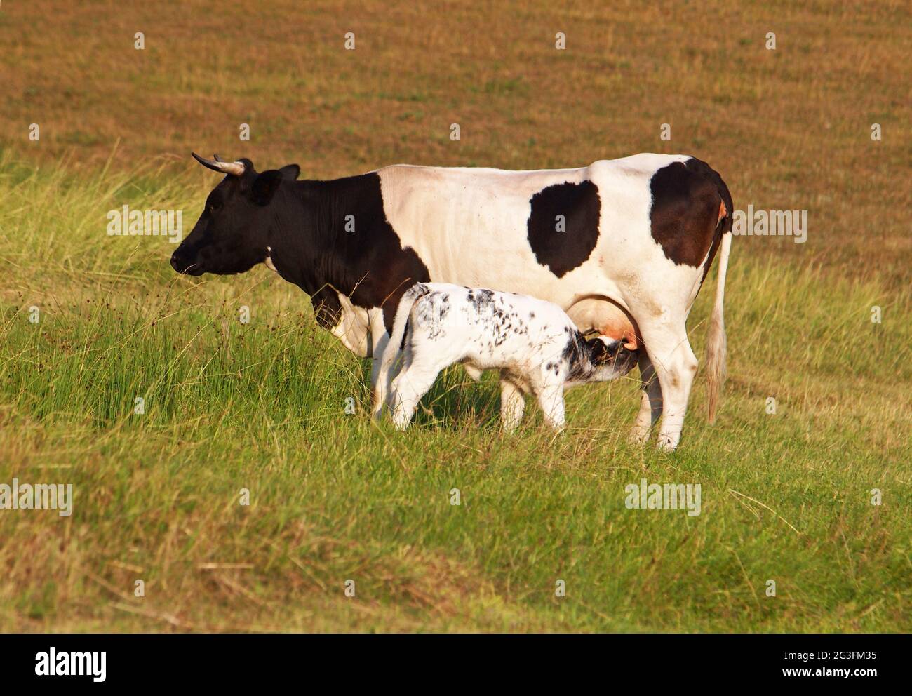 Cow and newborn calf feeding with milk on a meadow Stock Photo - Alamy