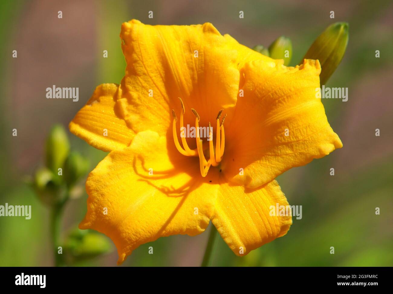 Yellow flower of Reblooming Daylily, Hemerocallis Stella de Oro Stock Photo