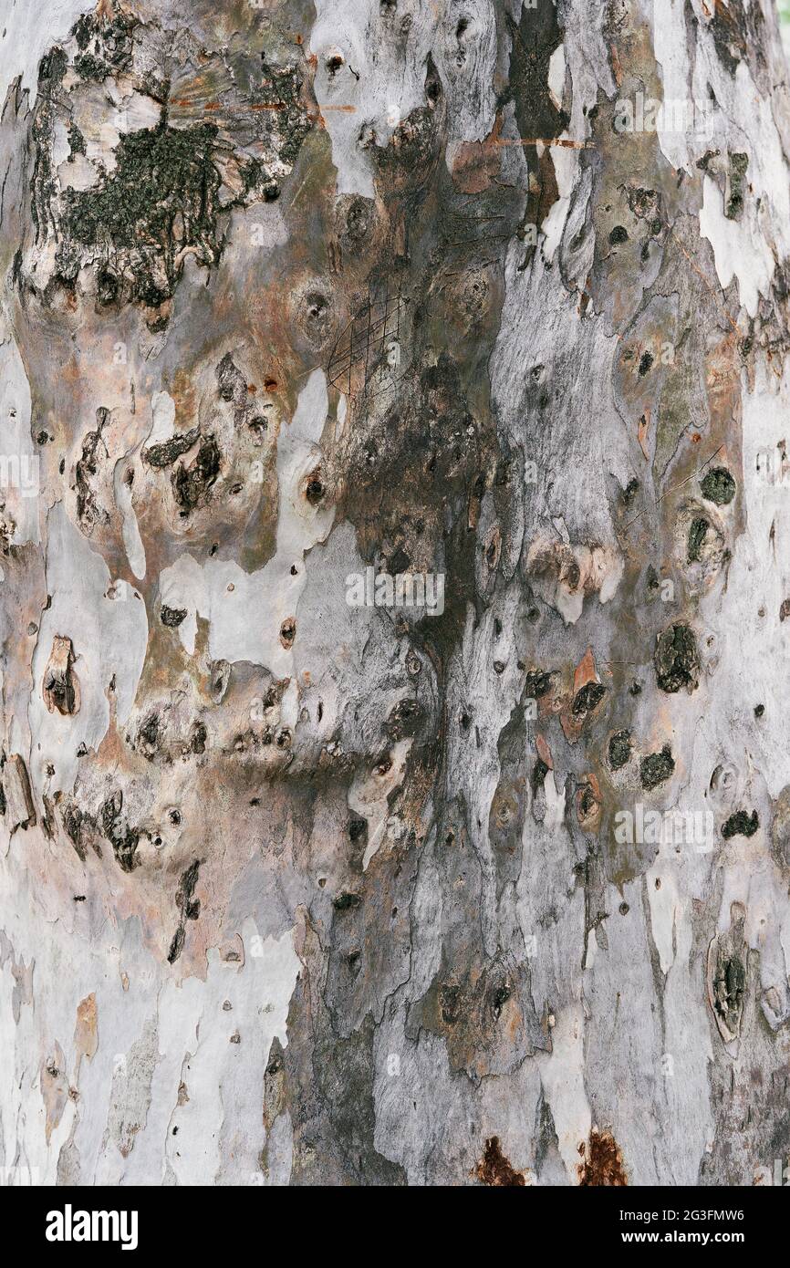 Camouflage plane tree bark. Closeup Stock Photo Alamy