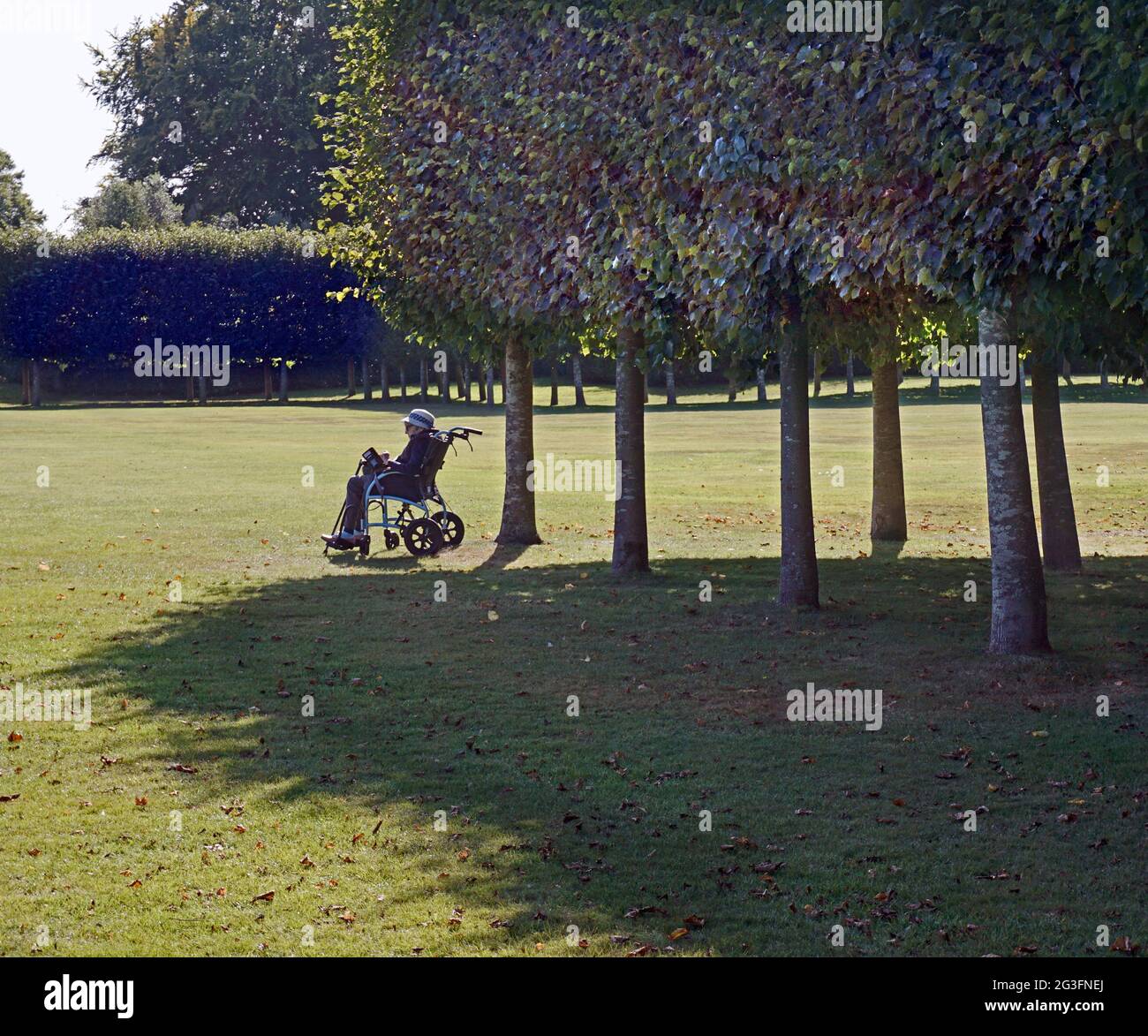 disabled elderly woman sitting in open space in wheelchair reading book beside line of trees Stock Photo