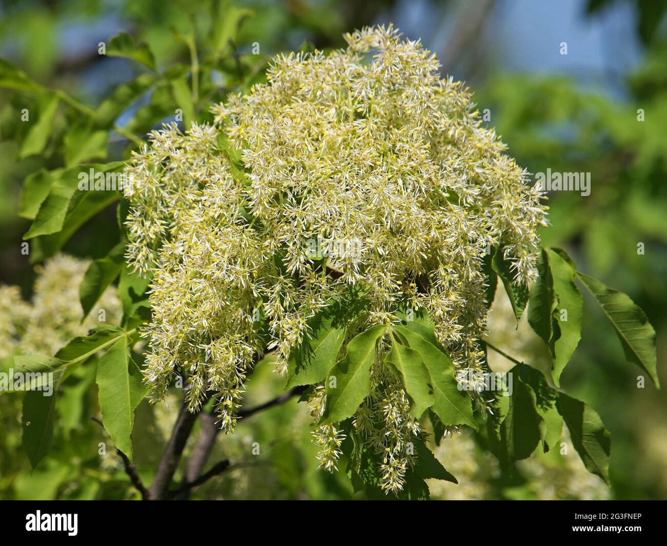 Manna ash or flowering ash tree blossom, Fraxinus ornus Stock Photo Alamy