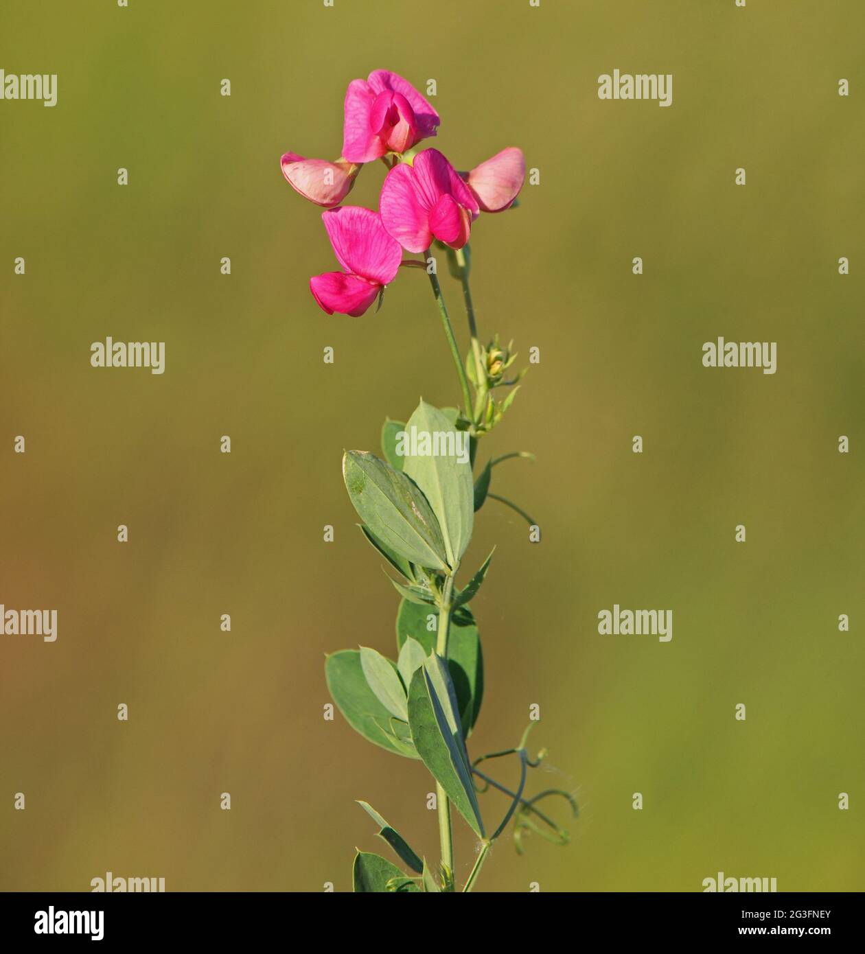 Red flower of Earthnut pea, Lathyrus tuberosus Stock Photo