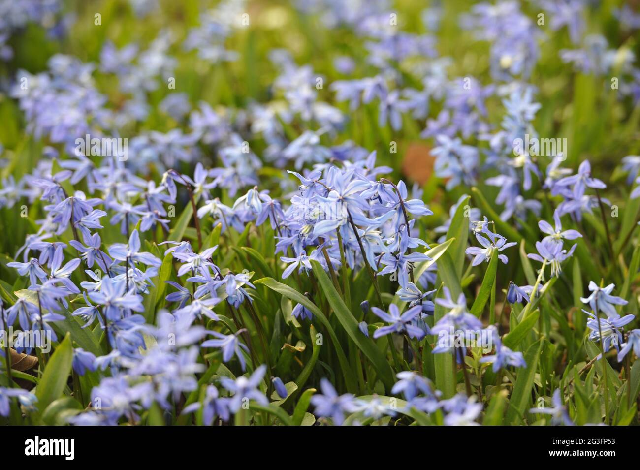 Scilla Blumen.Scilla flowers. Stock Photo