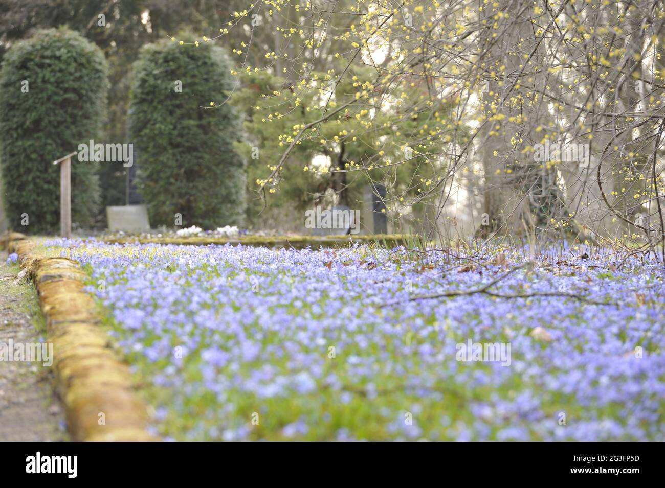 Scilla Blumen.Scilla flowers. Stock Photo