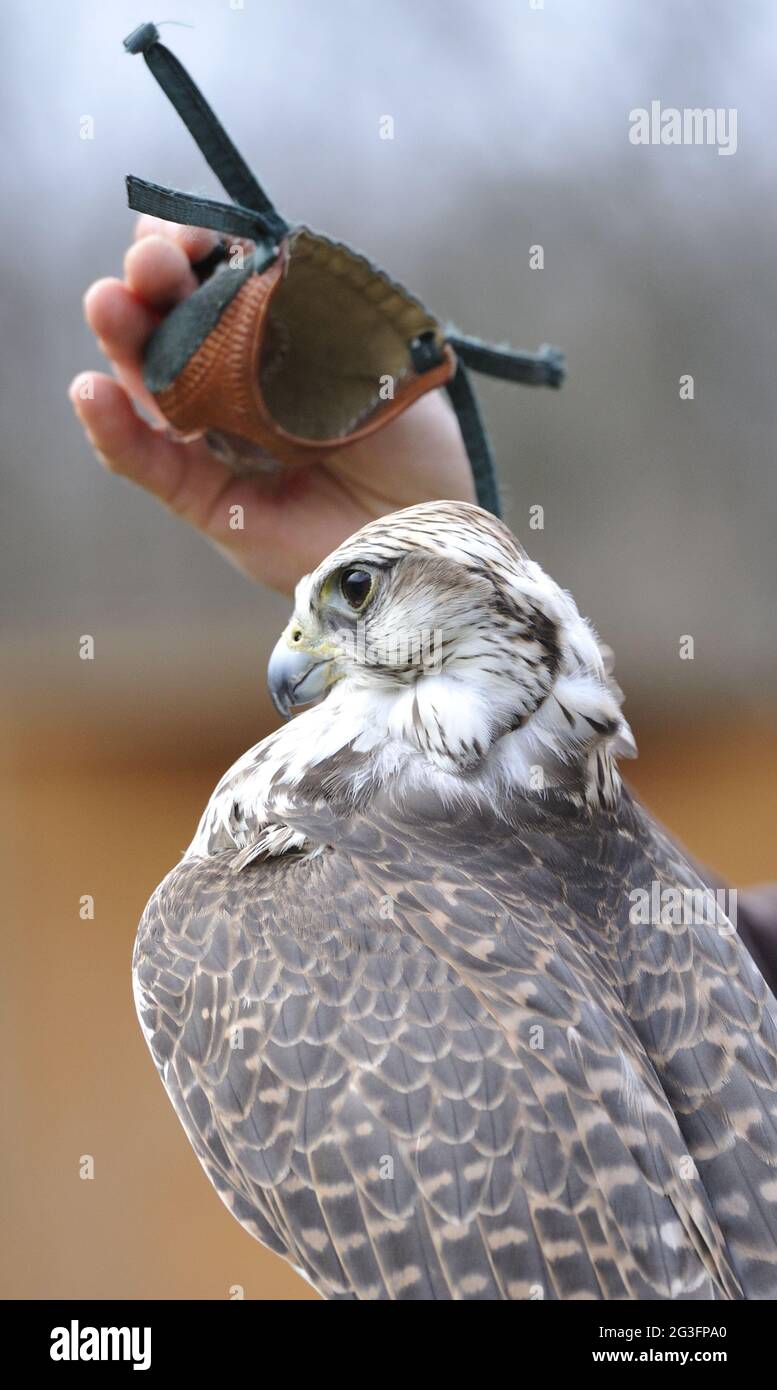 Ein Falke mit Haube fÃ¼r die Beizjagd. Stock Photo