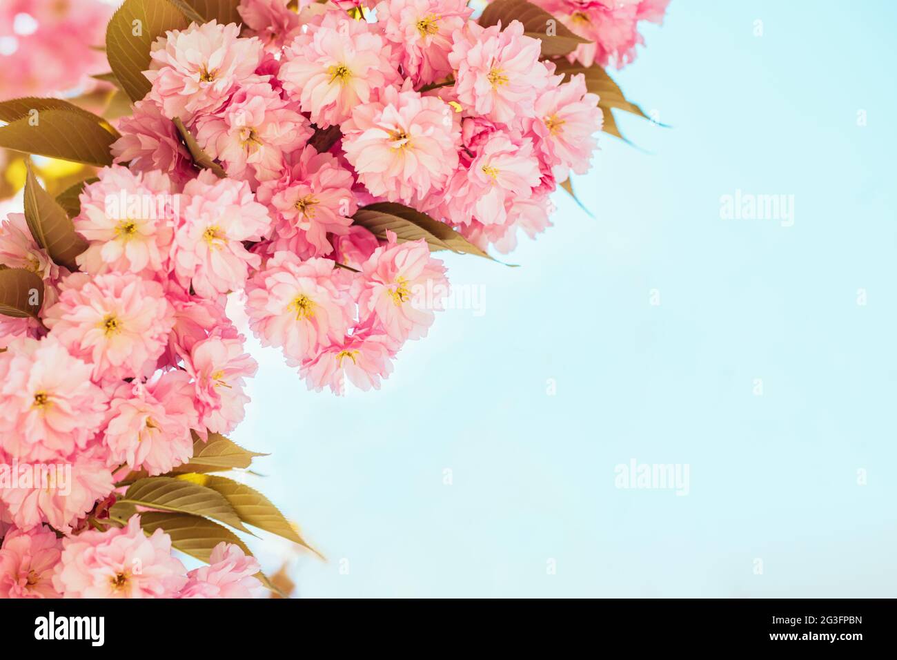 Amazing pink cherry blossoms on the Sakura tree in a blue sky. Place ...