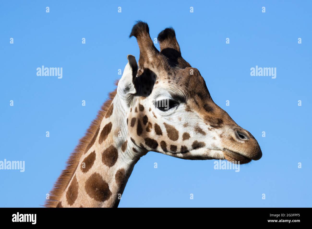 A headshot of a hungry looking giraffe Stock Photo