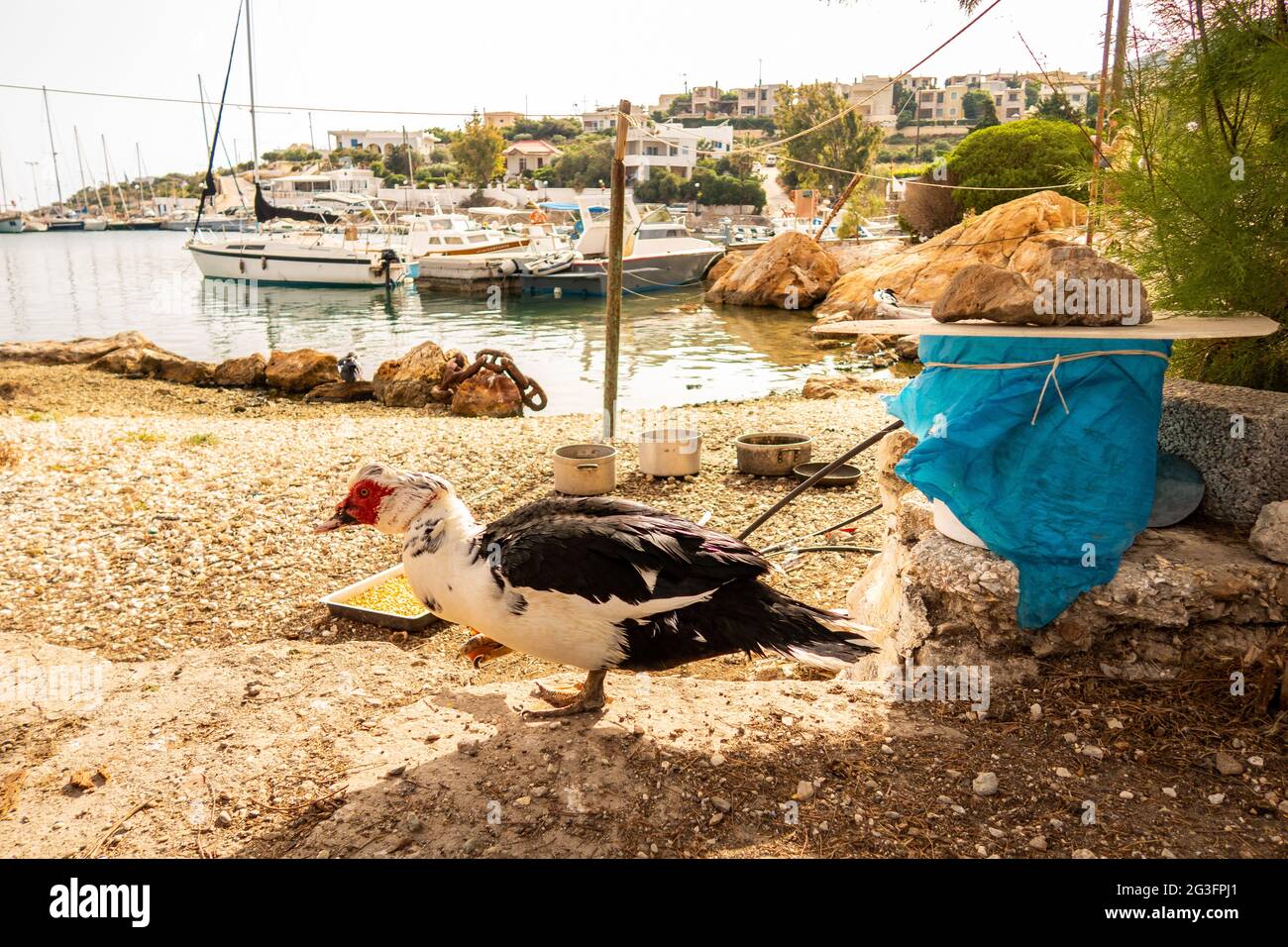 Wild black and white muscovy duck with a red head standing on pier in Finikas Marina, Greece, with boats in the background. Stock Photo