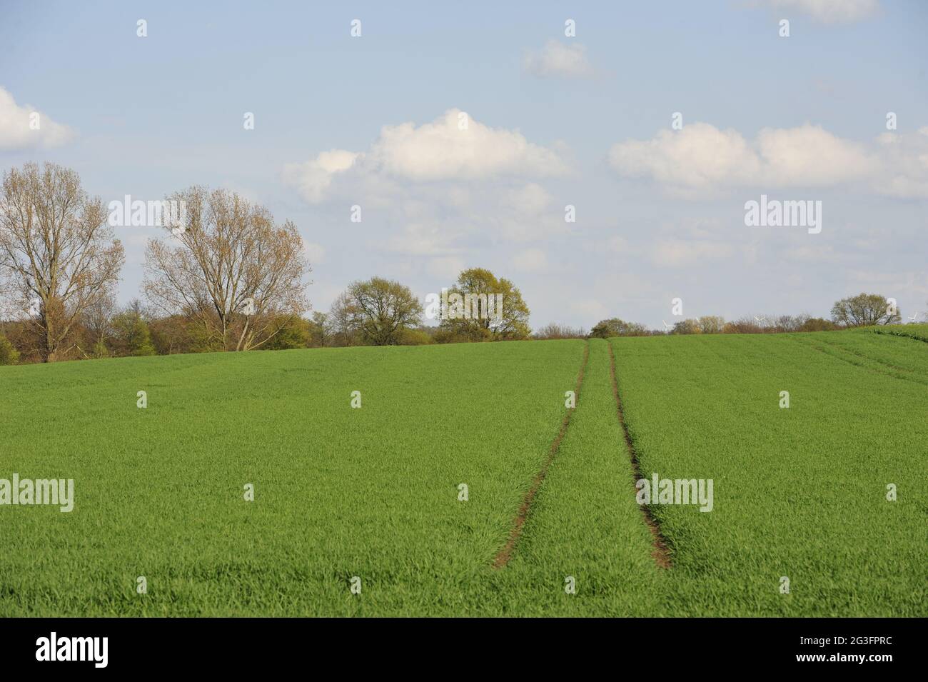 Field of rape colza.Rapsfeld Stock Photo