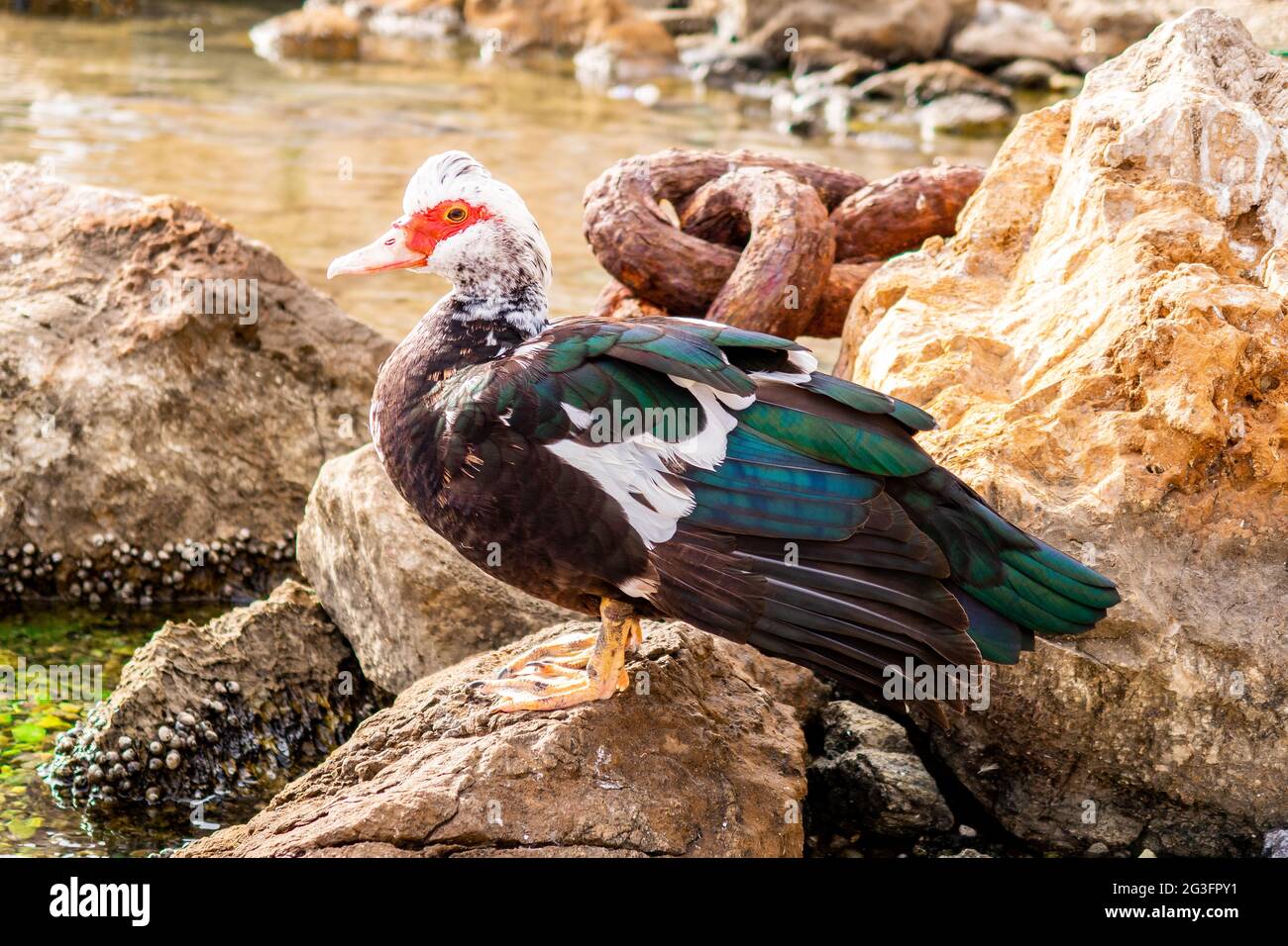 Muscovy black and white duck with a red head and green feathers standing on a rock in Finikas Marina (Port) in Greece with big anchor chain behind. Stock Photo