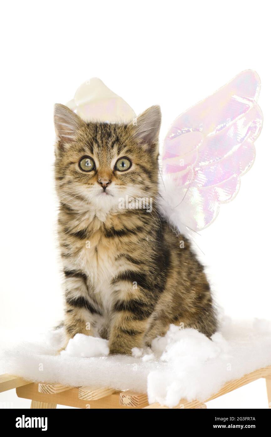 Kitten with angel wings Stock Photo