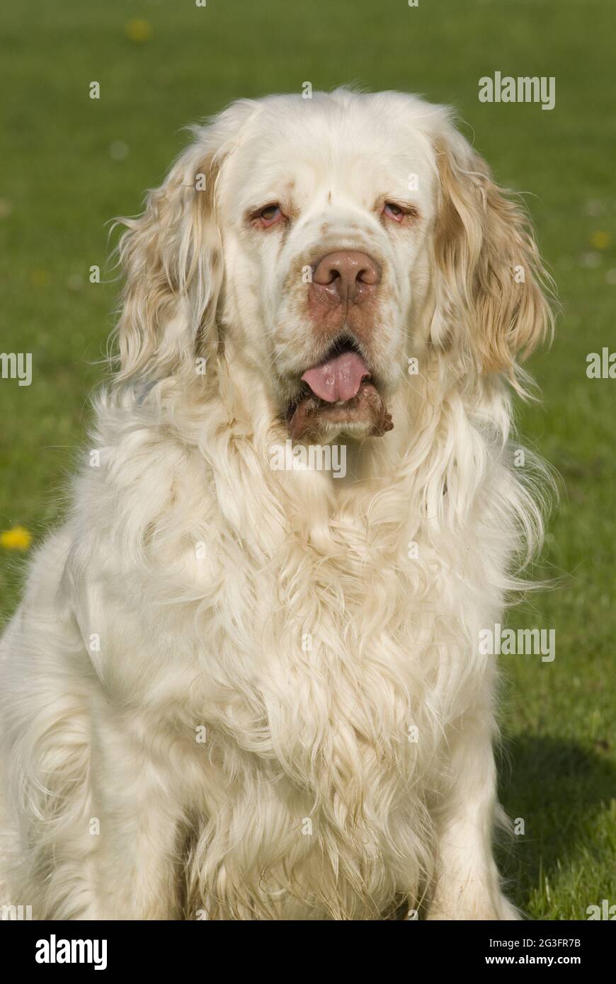 Clumber Spaniel in the meadow Stock Photo