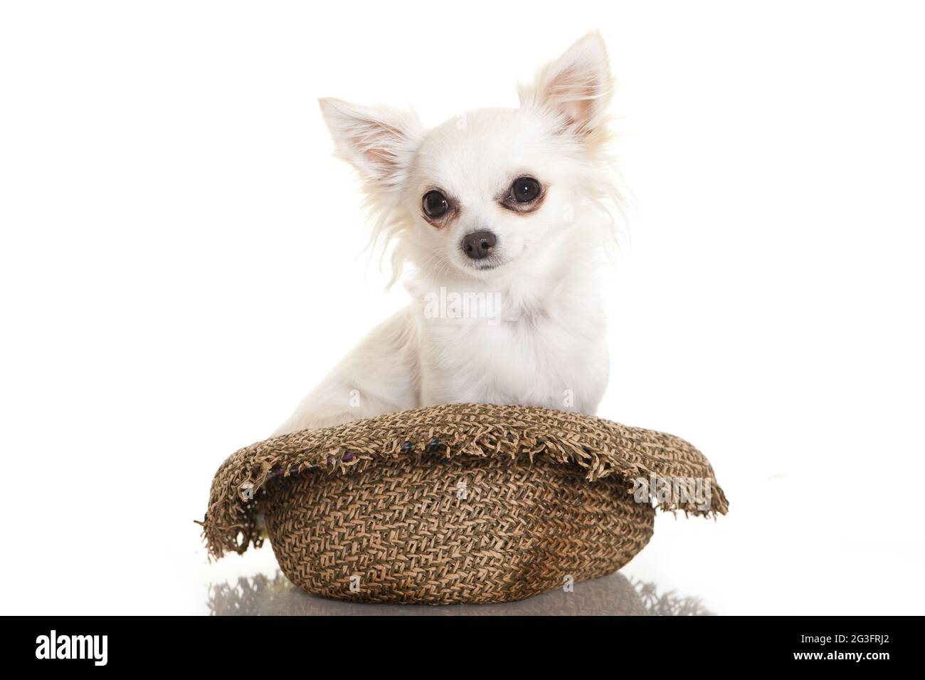 Chihuahua Hund im Hut Stock Photo - Alamy
