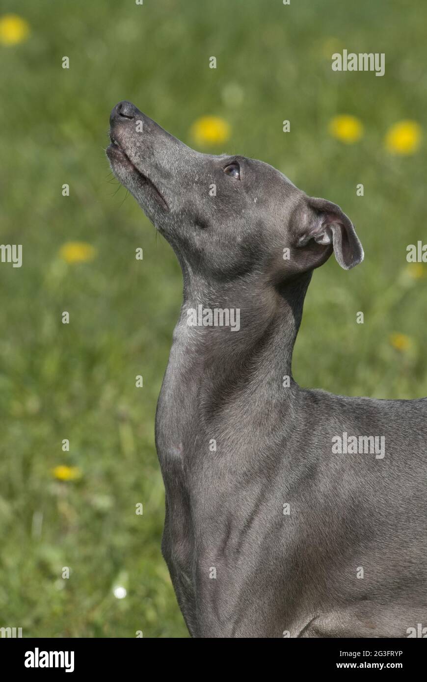 Italian wind chimes Stock Photo Alamy
