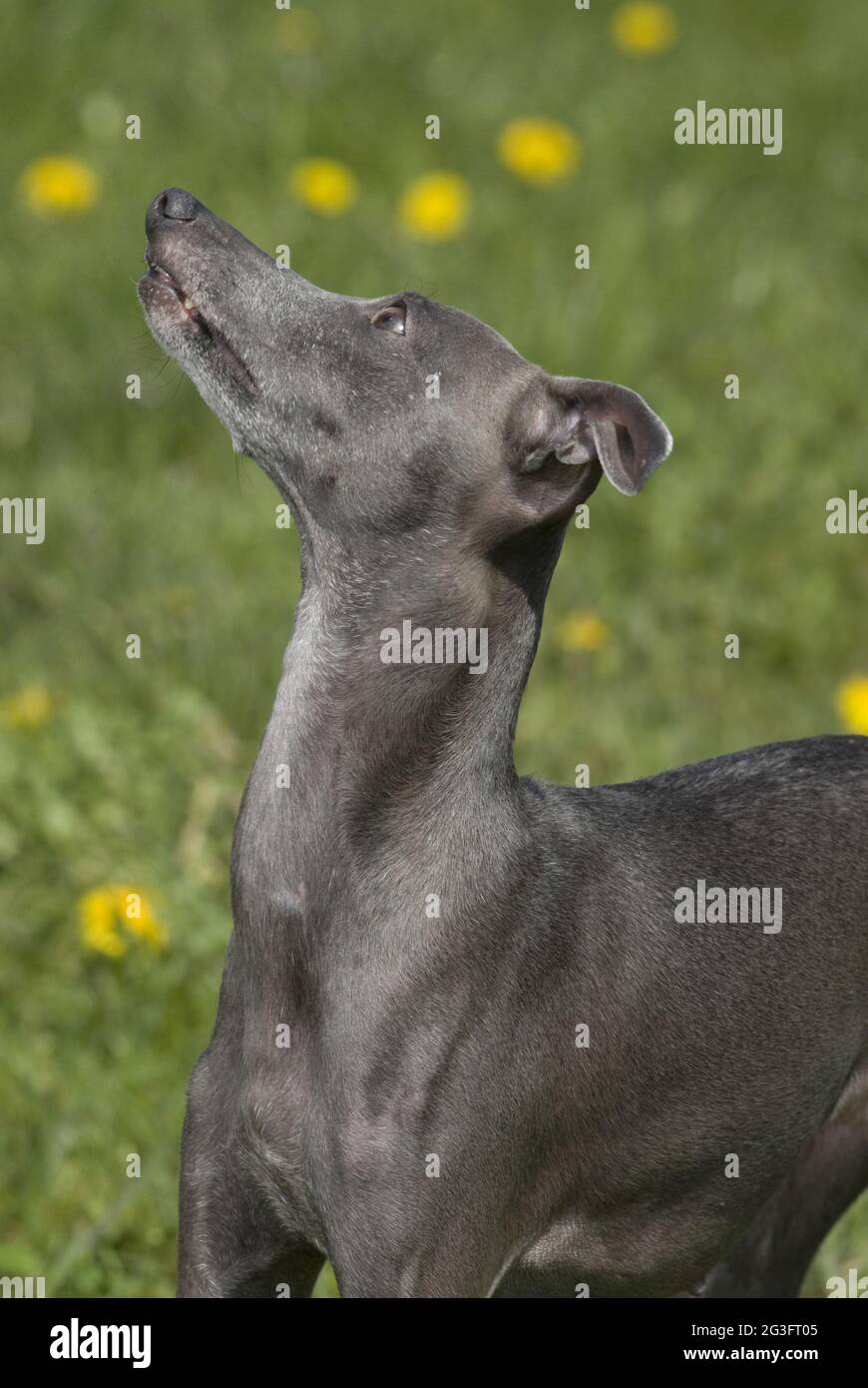 Italian wind chimes Stock Photo Alamy