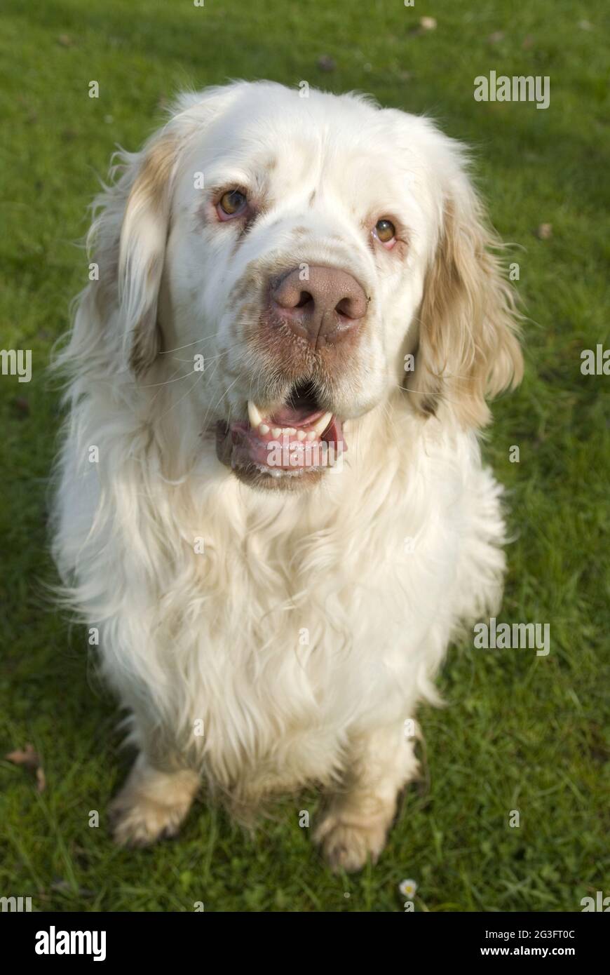 Clumber Spaniel in the meadow Stock Photo
