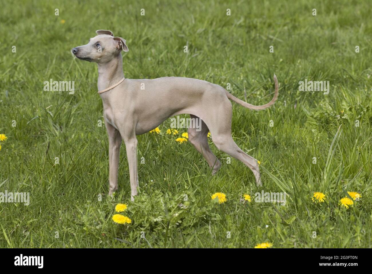 Italian wind chimes Stock Photo Alamy