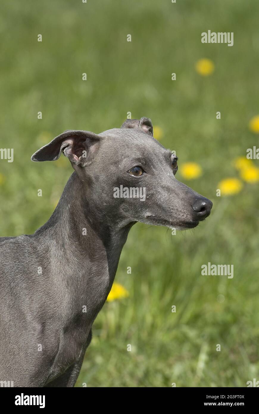Italian wind chimes Stock Photo Alamy