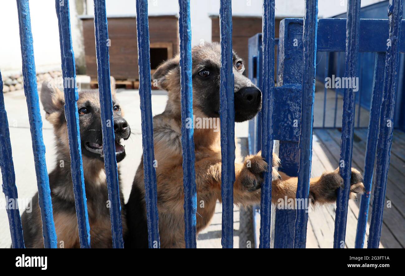 Rescue Centre Dogs High Resolution Stock Photography And Images Alamy