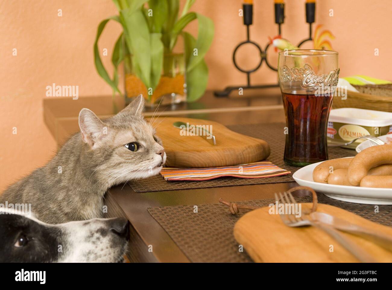 Dog and cat steal from the table Stock Photo