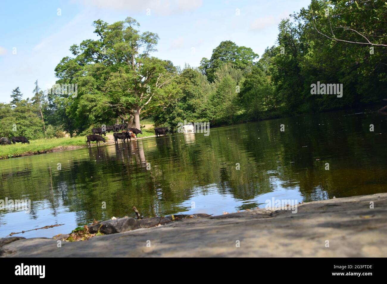 Summer scenes on the River Dee close to Llangollen, Denbighshire. Showing cattle at waters edge, the chain bridge and shore line. Stock Photo