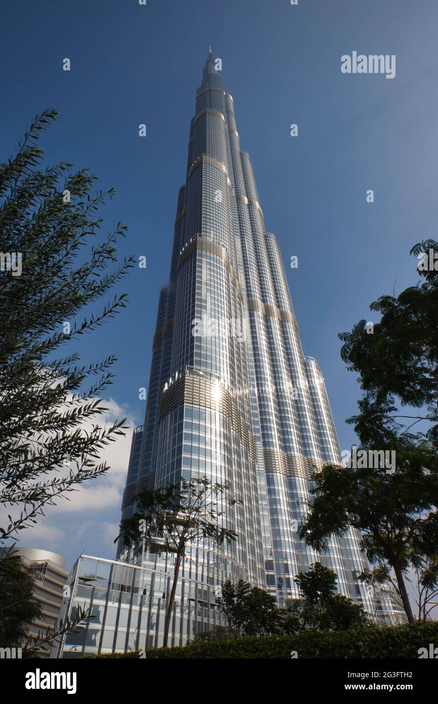 Looking up at the world's tallest building, the Burj Khalifa in Dubai, the UAE. Trees framing in the foreground and blue sky background. Stock Photo