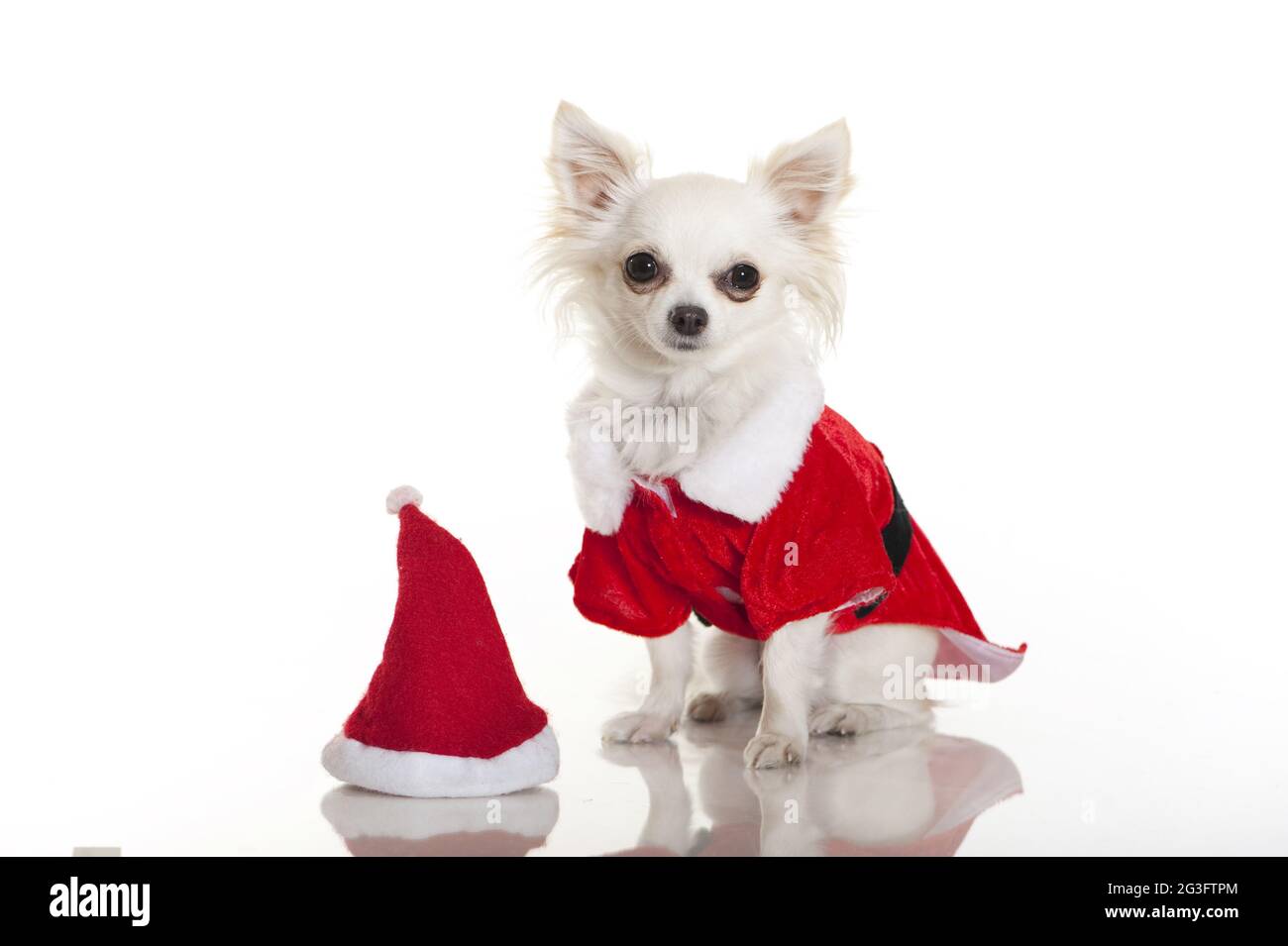 chihuahua christmas outfits