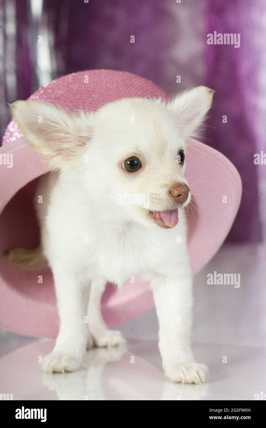 Chihuahua Top